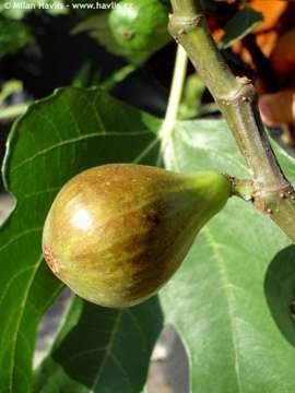 frutos frutas figos arvore plantacao igreja catolica canto da paz